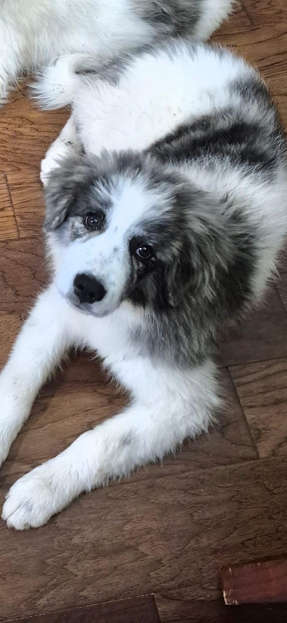 Cheyenne, adopted, Puppy Female Great Pyrenees.