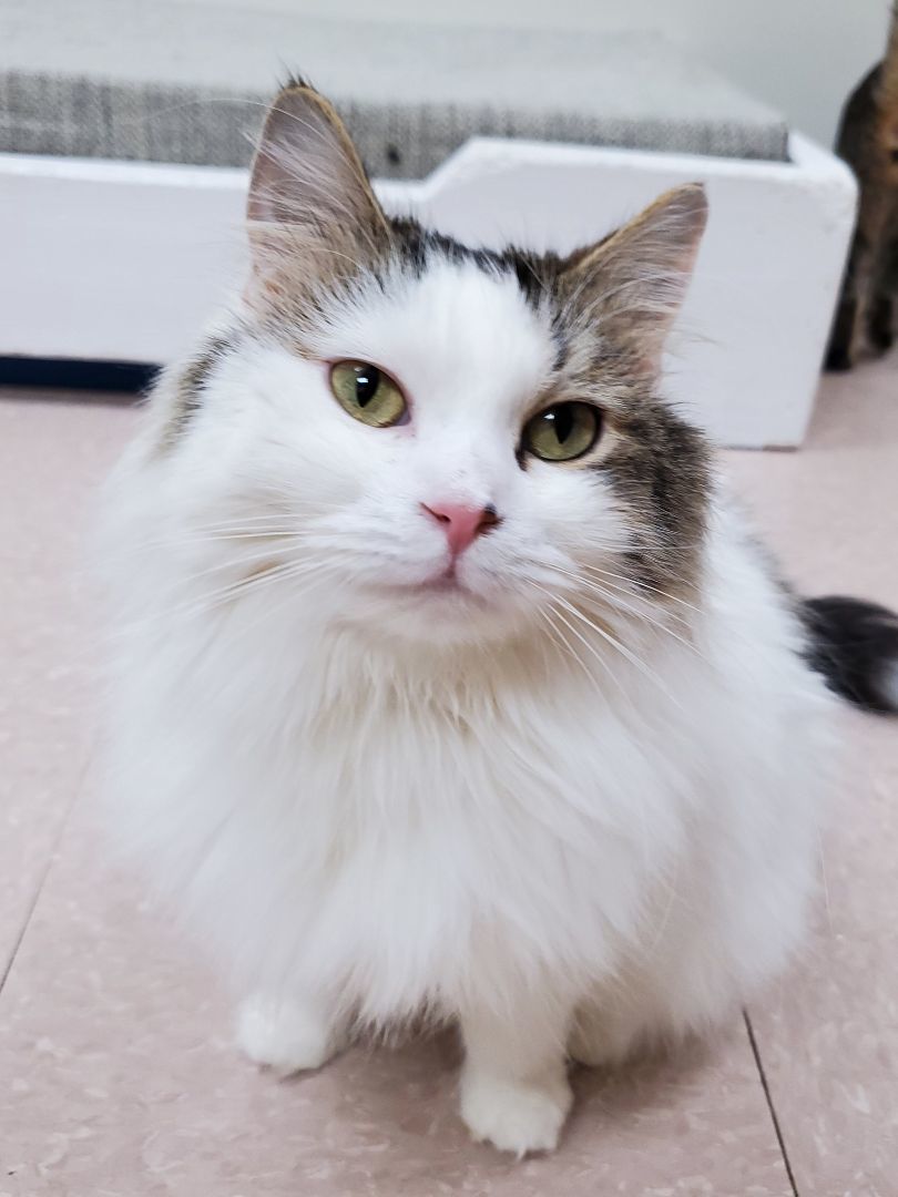 Denali