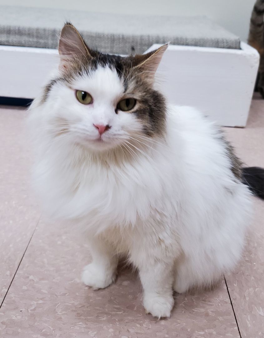 Denali
