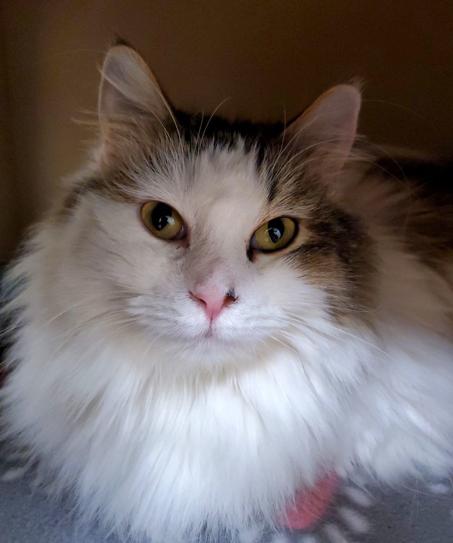 Denali
