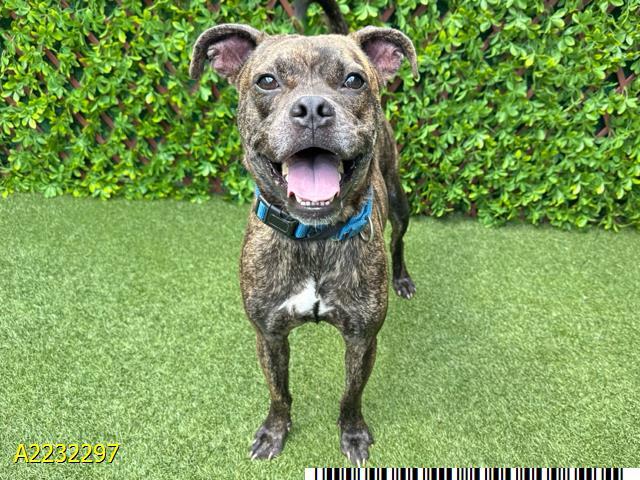 Enlarge DAVE, a Adoptable mixed breed in West Palm Beach, FL image 1/1