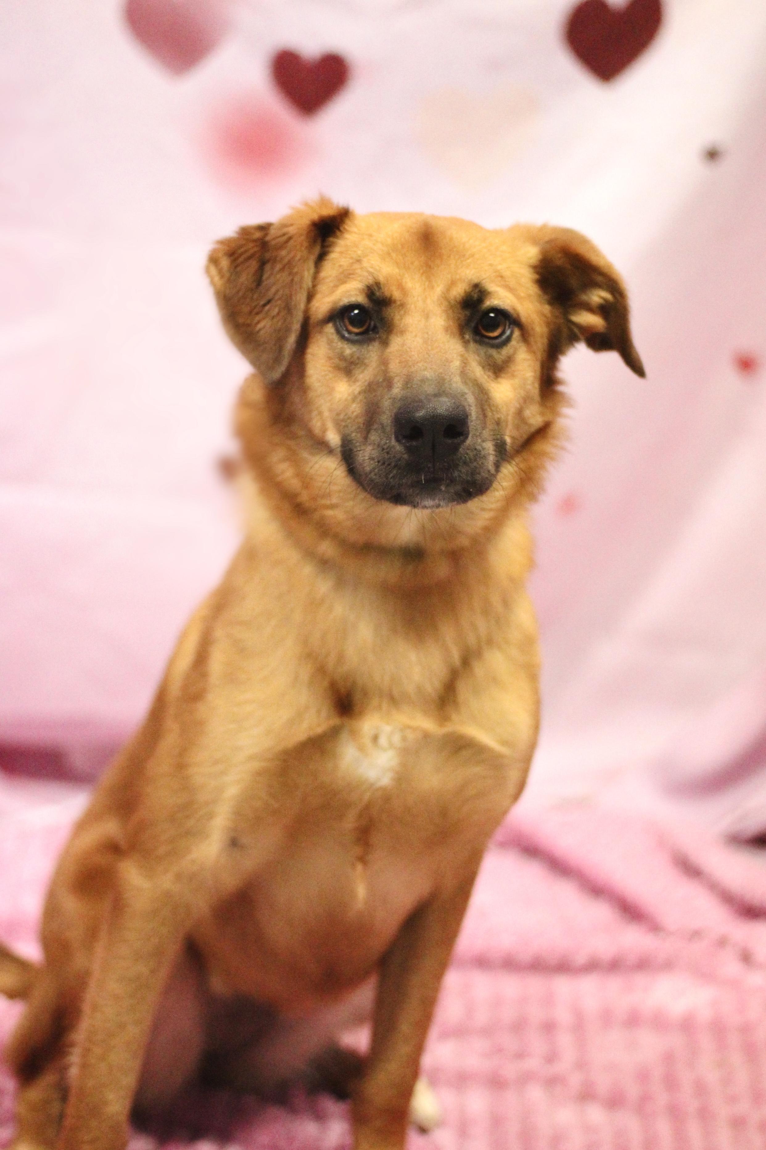 Cue in NH! Come Meet our Adoptable Dogs Wednesday-Saturday. More info in Bio! , ADOPTABLE, Young Female Retriever.