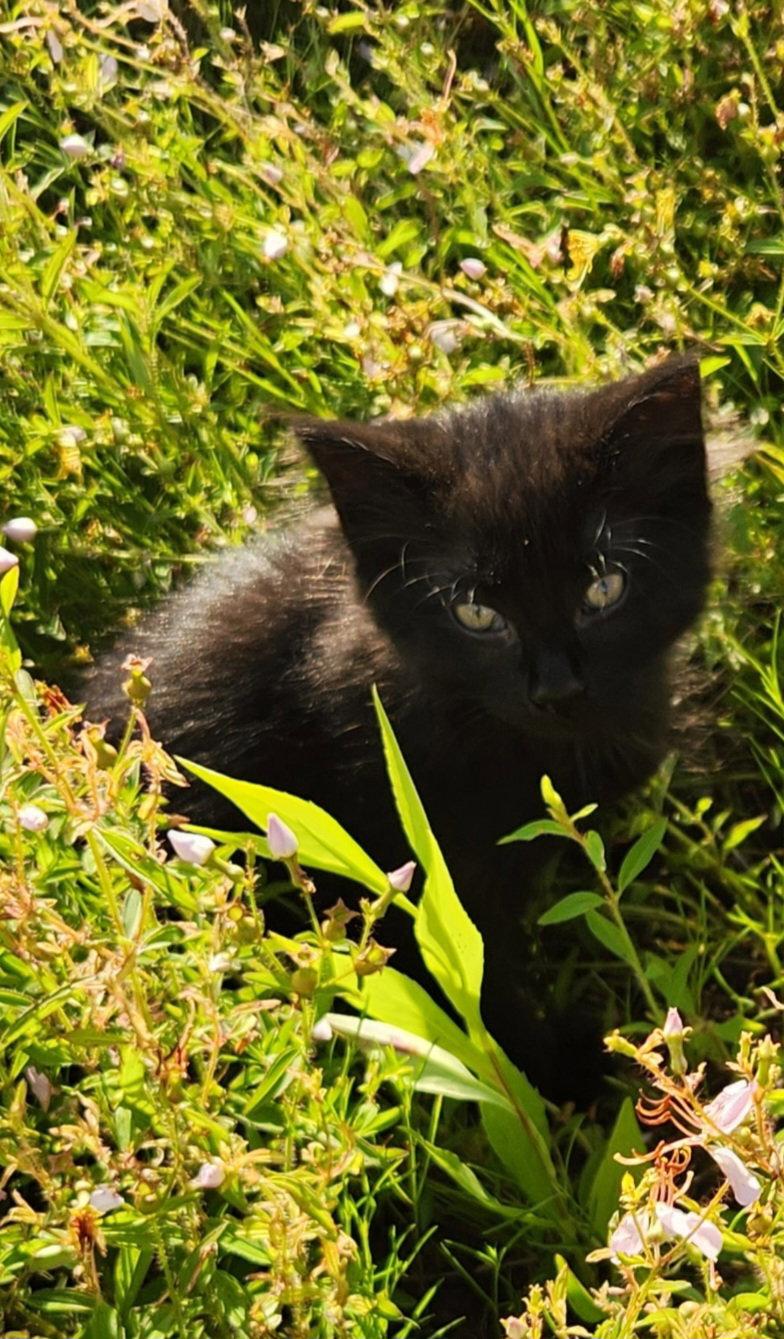 Enlarge Cinder, a Adoptable Domestic Medium Hair in Blairsville, GA image 1/2