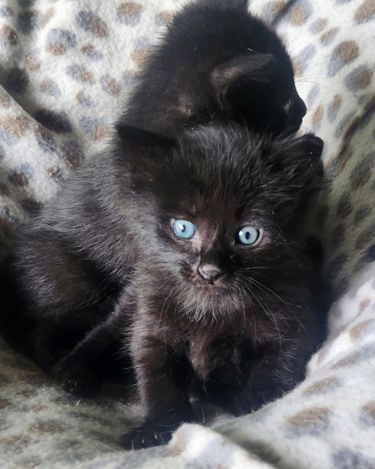 Enlarge Cinder, a Adoptable Domestic Medium Hair in Blairsville, GA image 1/1