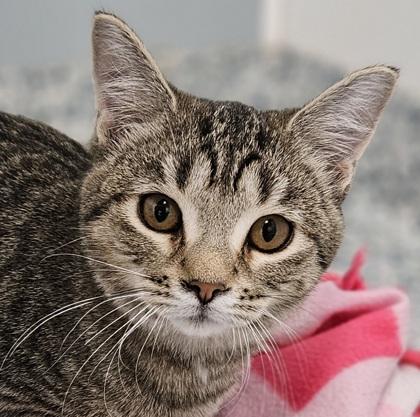 Harry (bonded to Oakley), Adoptable, Kitten Male Domestic Short Hair & Domestic Short Hair.