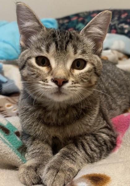 Harry (bonded to Oakley), a Adoptable Domestic Short Hair in Verona, WI image 2/3