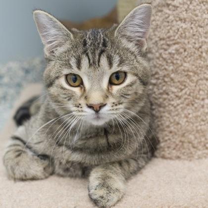 Harry (bonded to Oakley), a Adoptable Domestic Short Hair in Verona, WI image 3/3