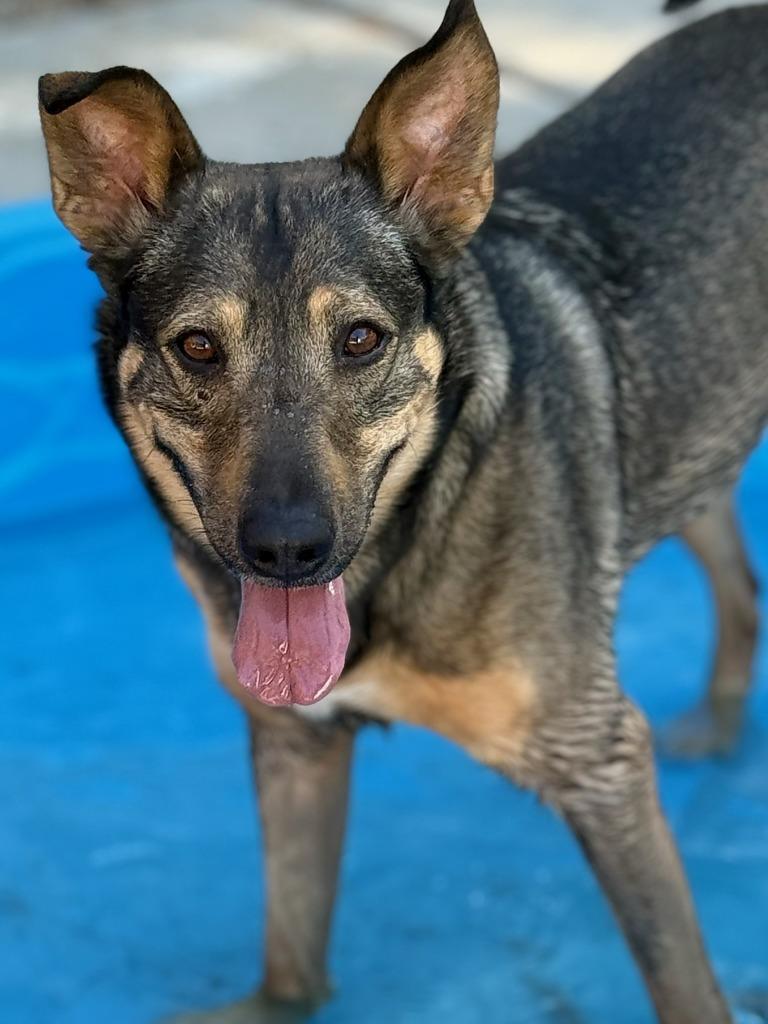 Enlarge Arlo, a Adoptable Shepherd in Tehachapi, CA image 1/2