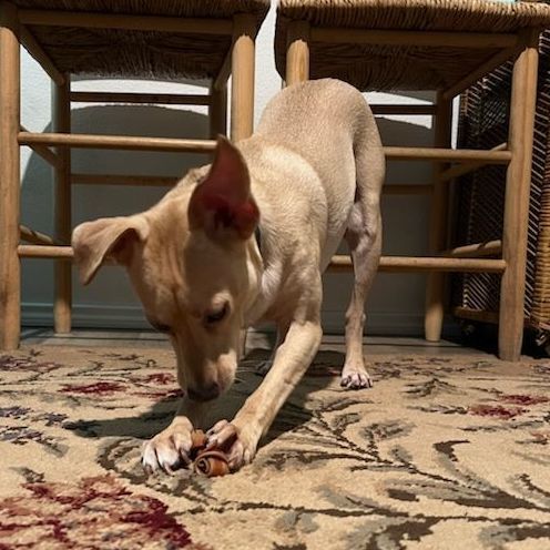 Single ladies! Meet Dobbie, a handsome companion, a Adoptable mixed breed in Dallas, TX image 5/9