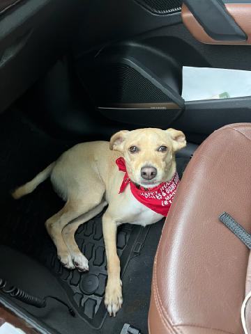 Single ladies! Meet Dobbie, a handsome companion, a Adoptable mixed breed in Dallas, TX image 6/9