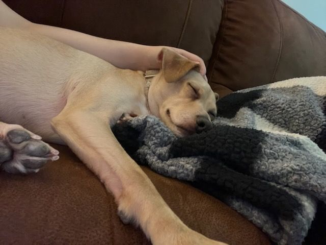 Enlarge Single ladies! Meet Dobbie, a handsome companion, a Adoptable mixed breed in Dallas, TX image 7/9