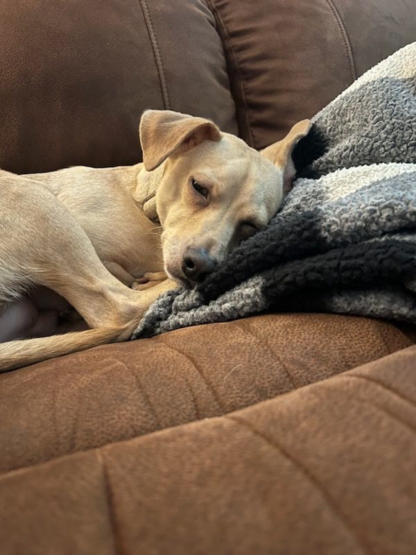 Single Ladies! Meet Dobbie thumbnail 5