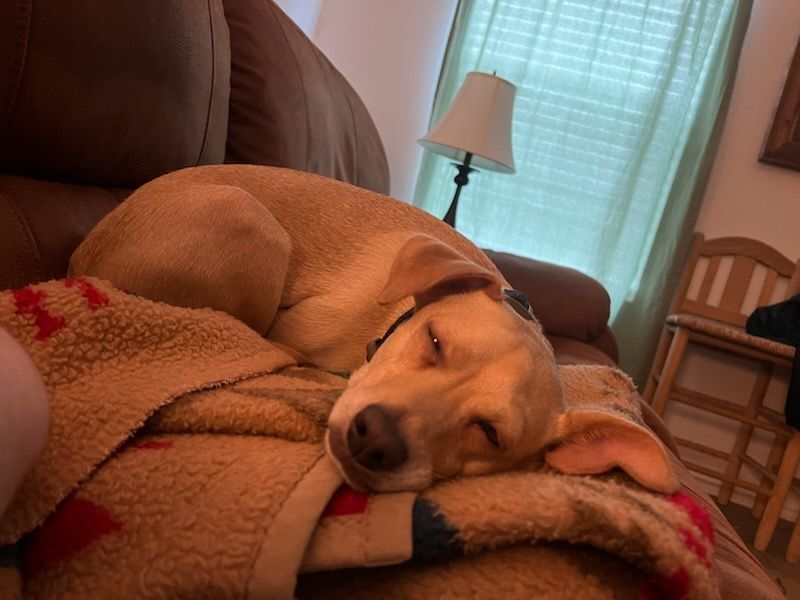 Enlarge Single ladies! Meet Dobbie, a handsome companion, a Adoptable mixed breed in Dallas, TX image 9/9