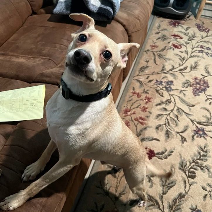 Single ladies! Meet Dobbie, a handsome companion, Adoptable, Young Male Terrier & Fox Terrier.