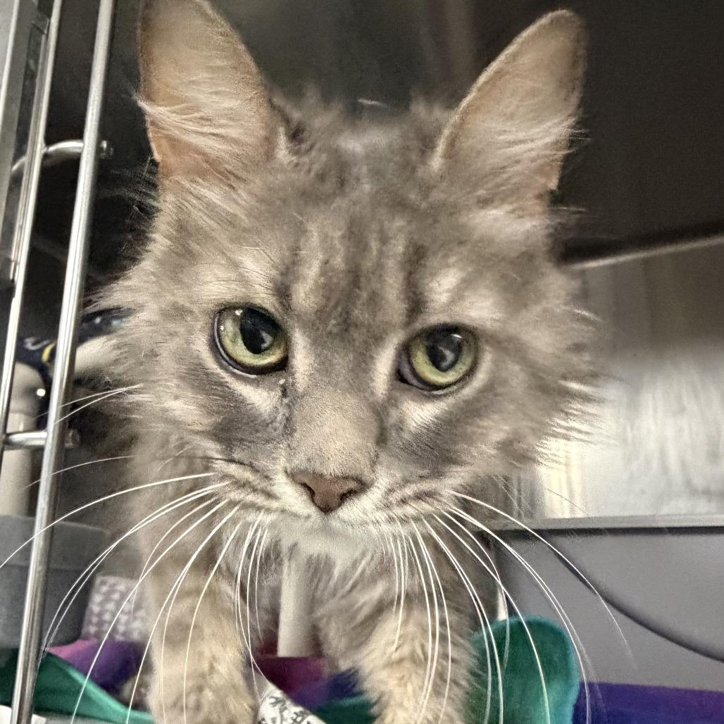 Allegra, Adoptable, Adult Female Domestic Long Hair.