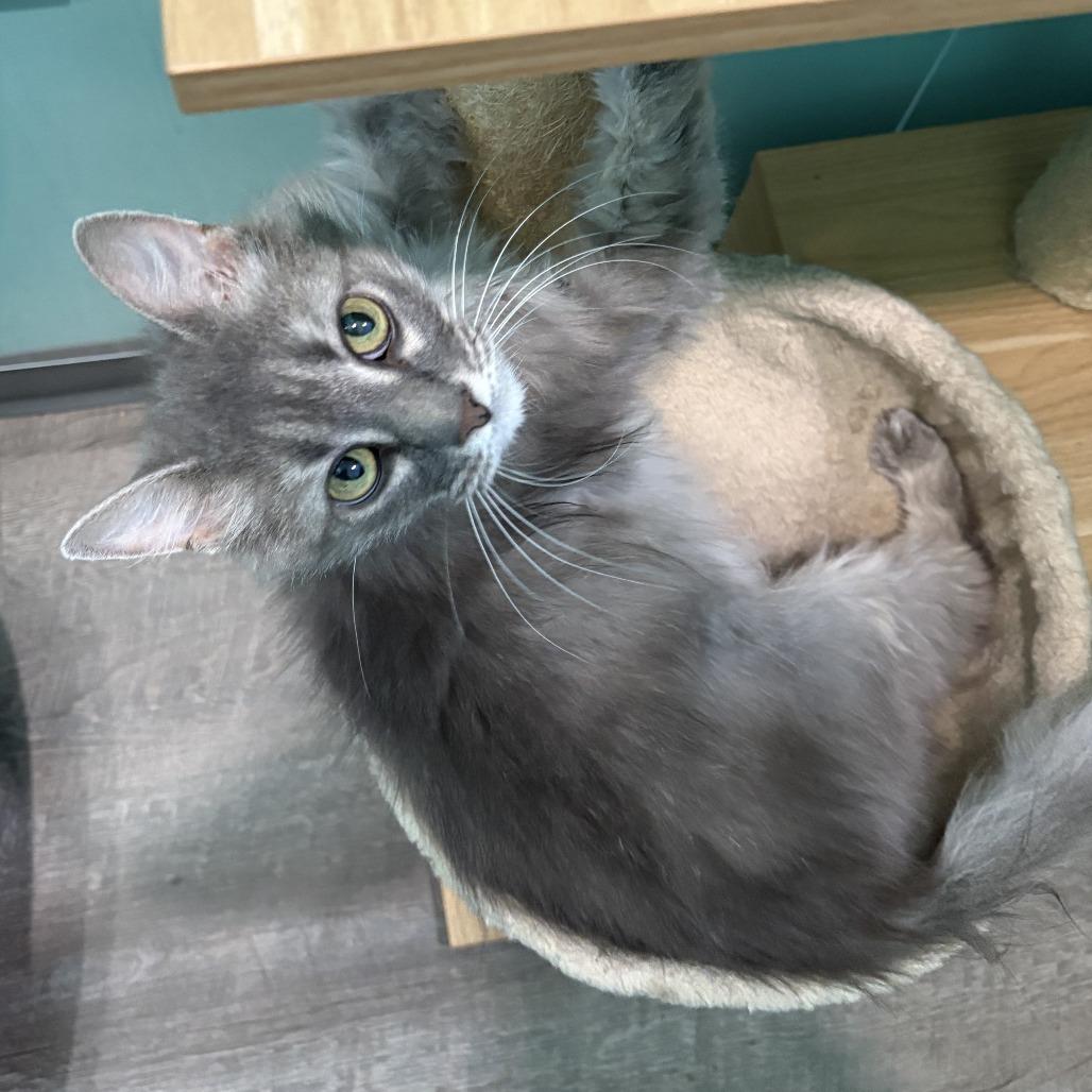 Enlarge Allegra, a Adoptable Domestic Long Hair in Marion, VA image 2/5