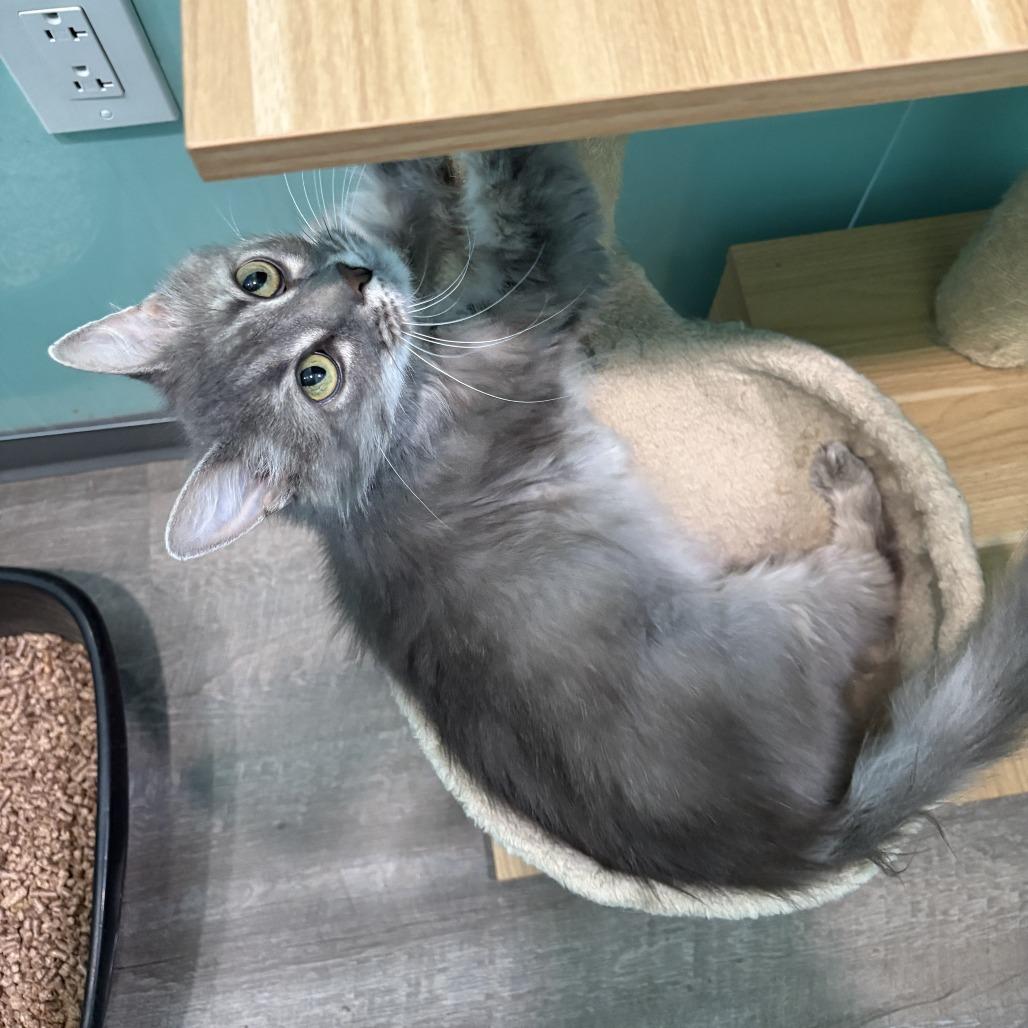 Enlarge Allegra, a Adoptable Domestic Long Hair in Marion, VA image 3/5