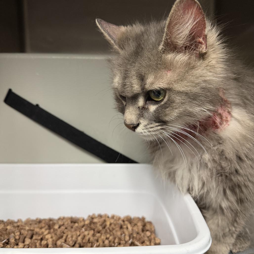 Enlarge Allegra, a Adoptable Domestic Long Hair in Marion, VA image 4/5