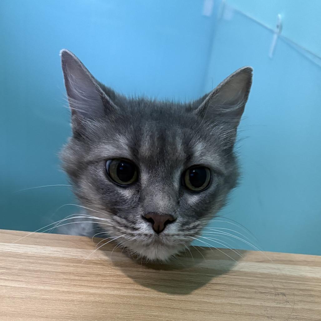 Enlarge Allegra, a Adoptable Domestic Long Hair in Marion, VA image 5/5