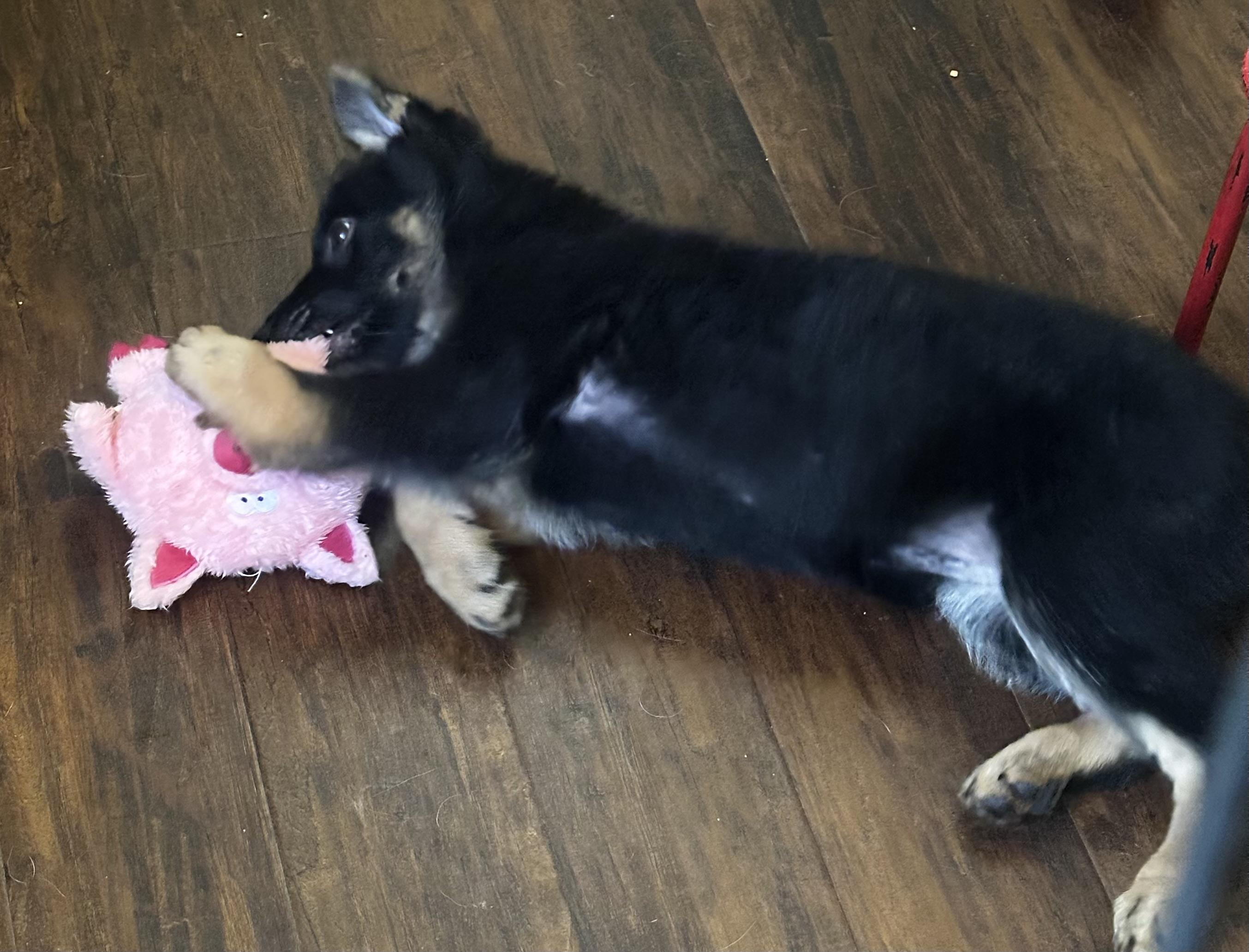 Wanda, ADOPTABLE, Puppy Female German Shepherd Dog.