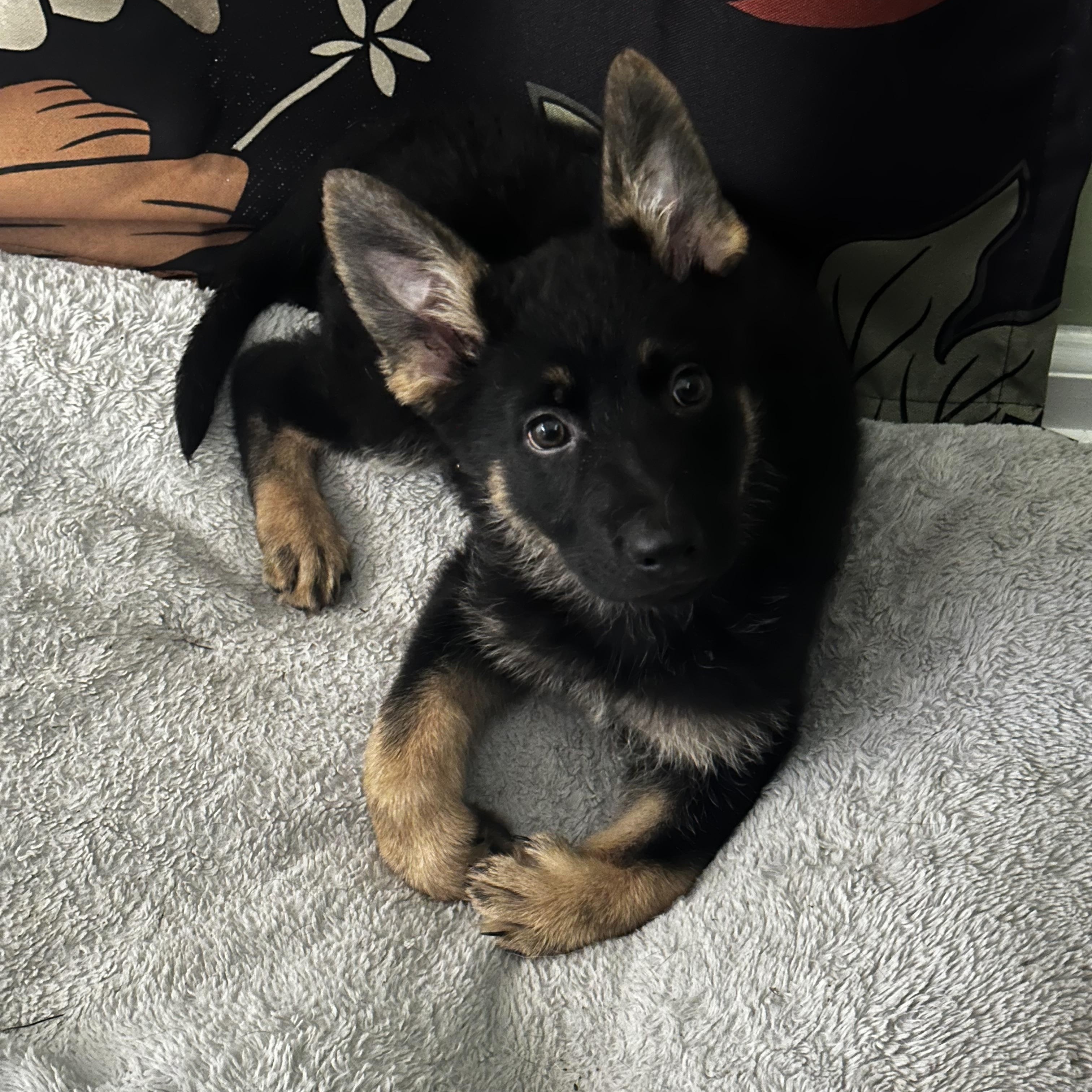 Enlarge Wanda, a ADOPTABLE German Shepherd Dog in Manahawkin, NJ image 5/5