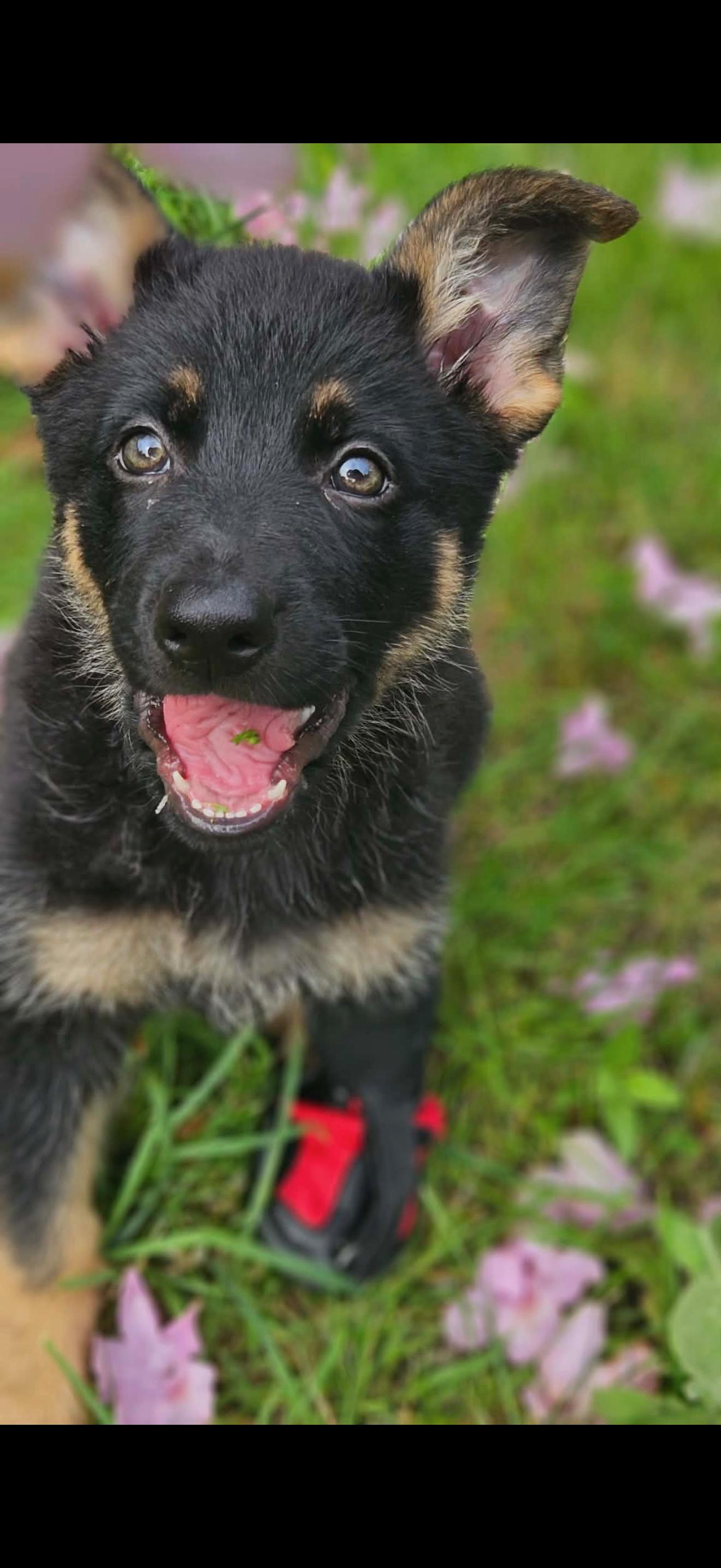 Enlarge Wanda, a ADOPTABLE German Shepherd Dog in Manahawkin, NJ image 2/5