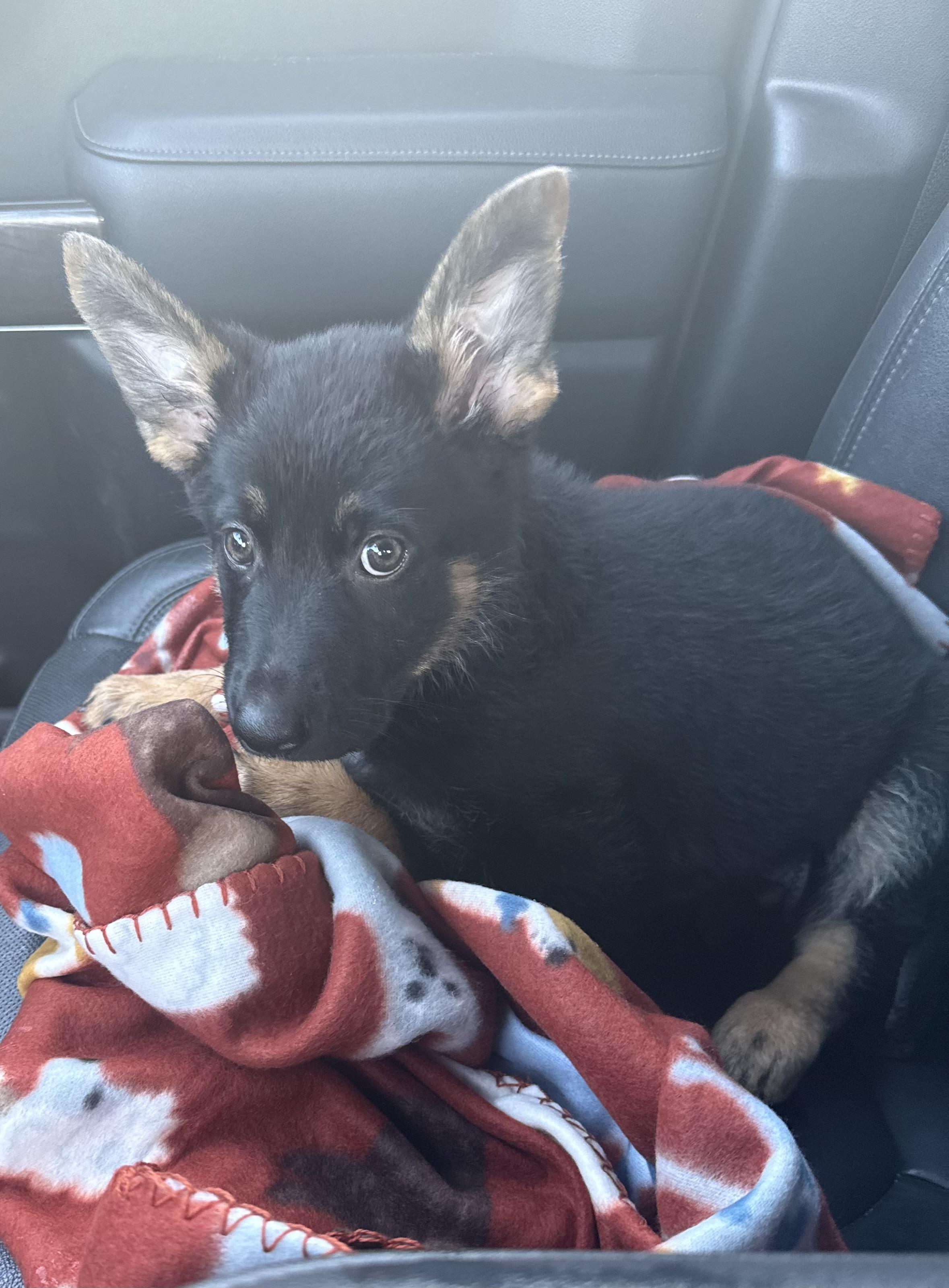 Enlarge Wanda, a ADOPTABLE German Shepherd Dog in Manahawkin, NJ image 3/5