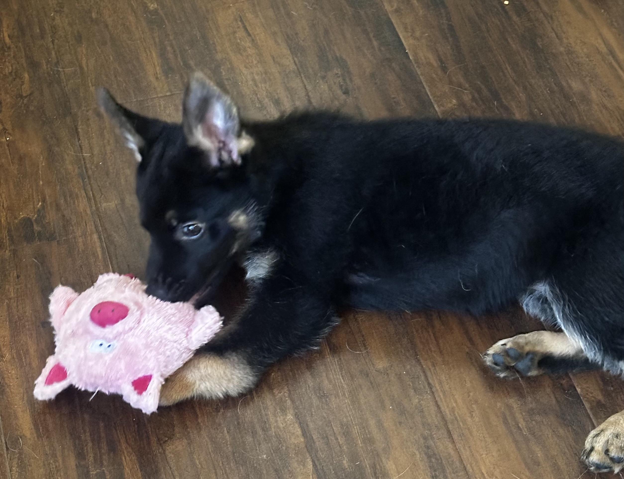 Enlarge Wanda, a ADOPTABLE German Shepherd Dog in Manahawkin, NJ image 4/5