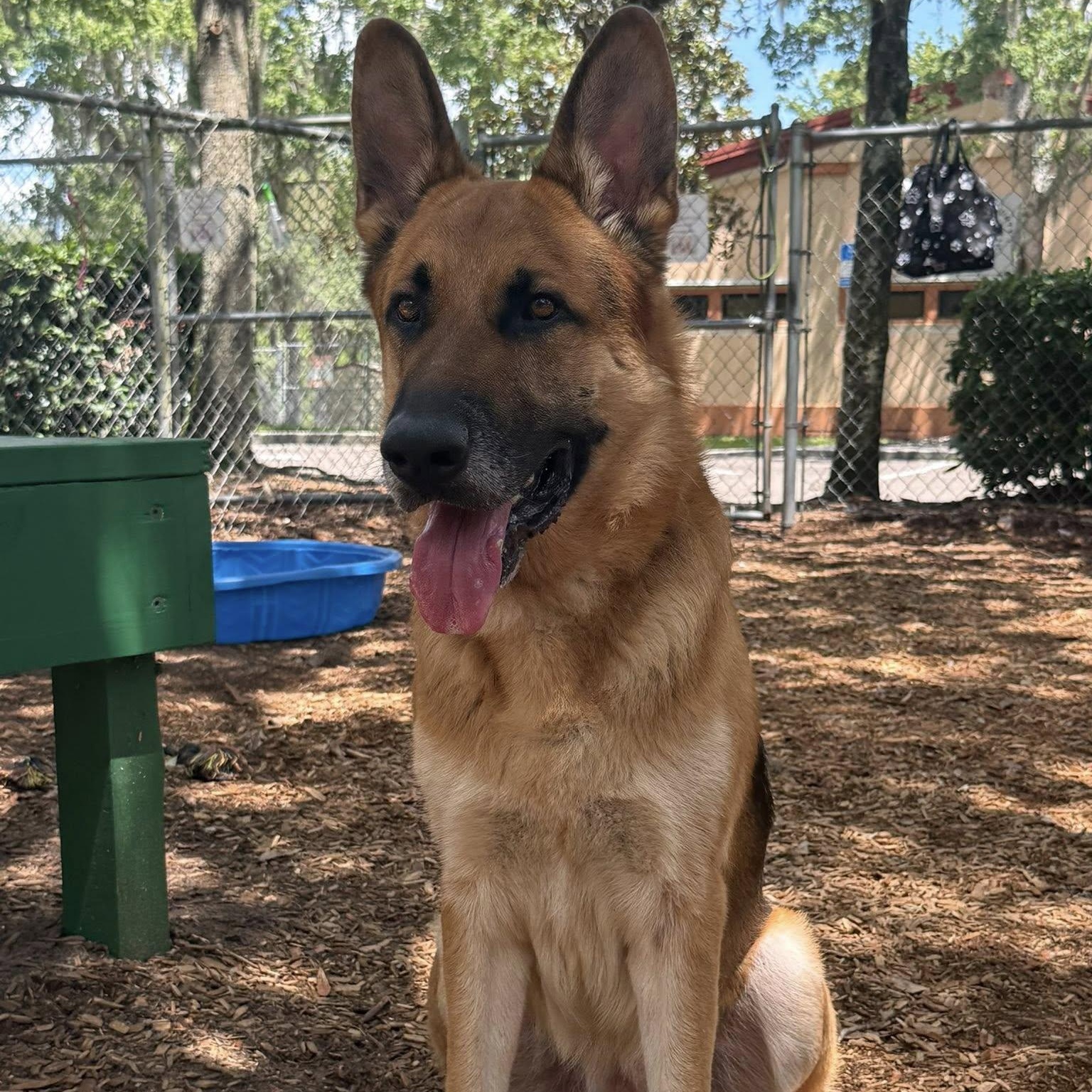 Sheriff, ADOPTABLE, Adult Male German Shepherd Dog.