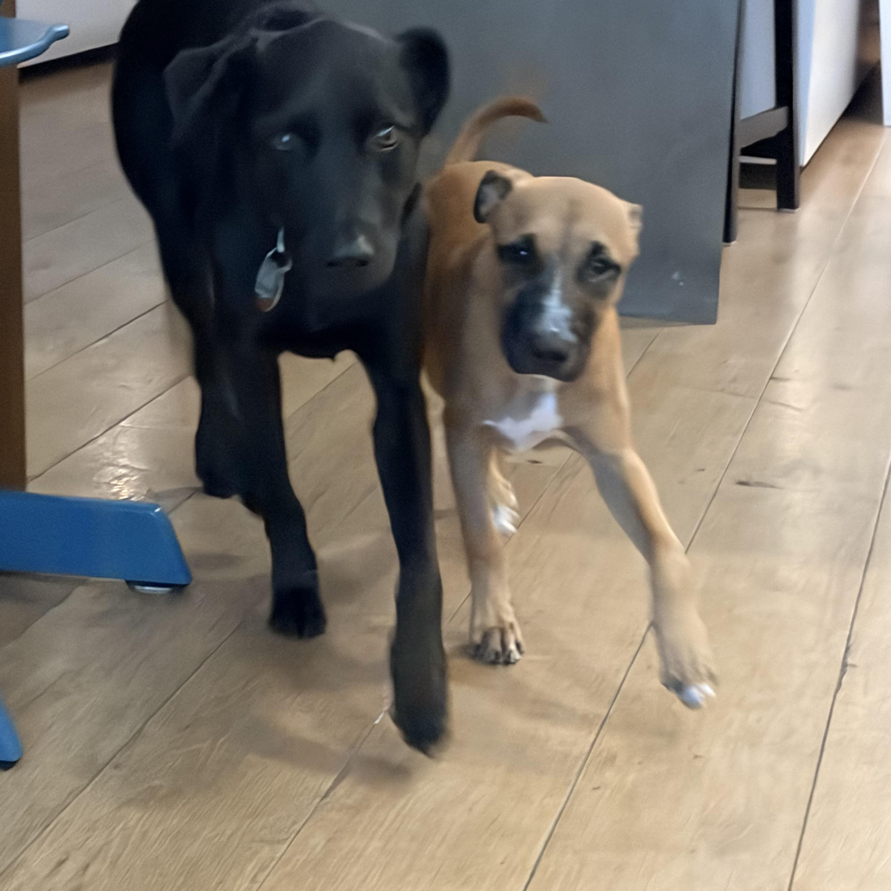 Enlarge Skye, an adopted Mixed Breed in Brownfield, ME image 4/5