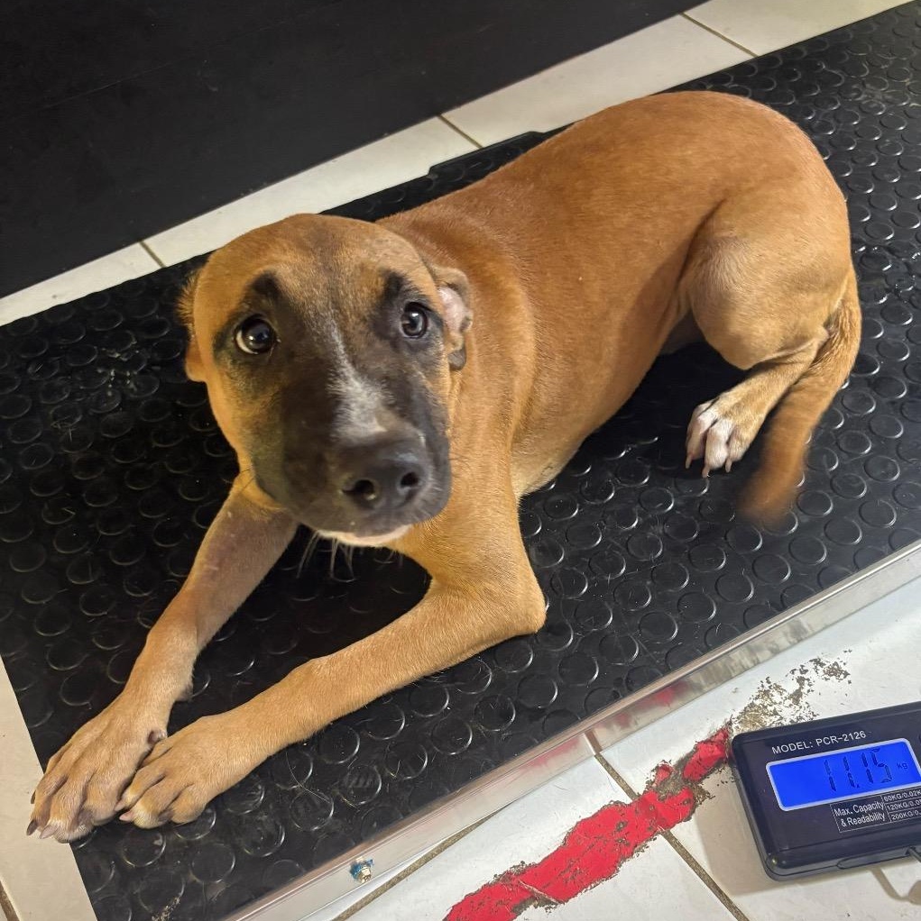 Enlarge Skye, an adopted Mixed Breed in Brownfield, ME image 2/5
