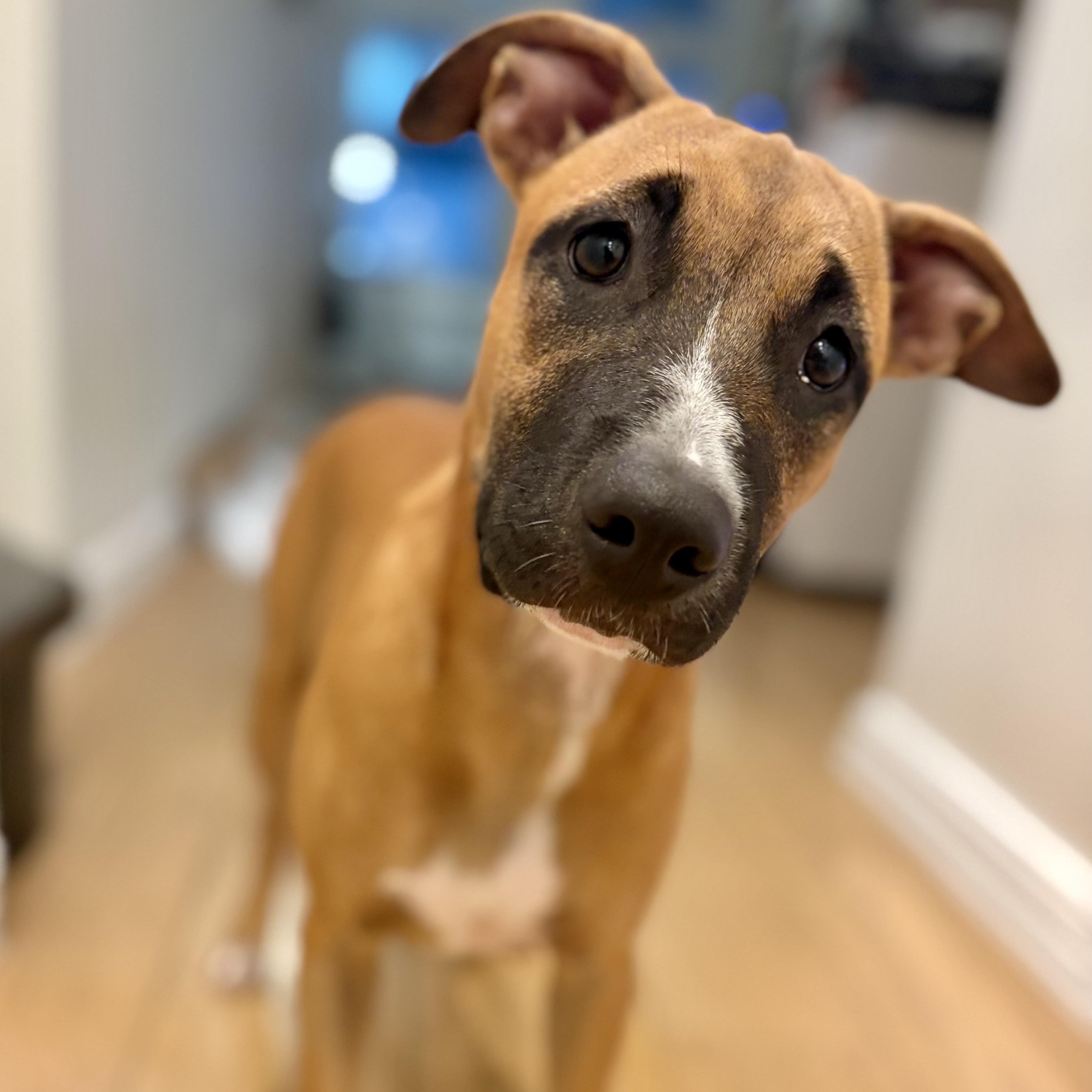 Enlarge Skye, an adopted Mixed Breed in Brownfield, ME image 1/5