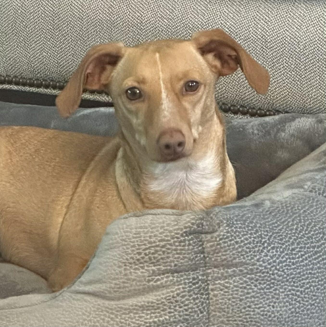 DARLIN ' DOBBY - ADORABLE DOXIE "WANNABE", a Adoptable Dachshund in St. Louis, MO image 5/5