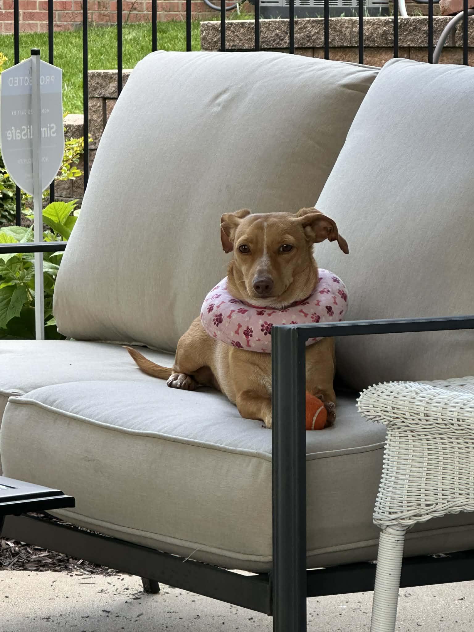 DARLIN ' DOBBY - ADORABLE DOXIE "WANNABE", a Adoptable Dachshund in St. Louis, MO image 2/5