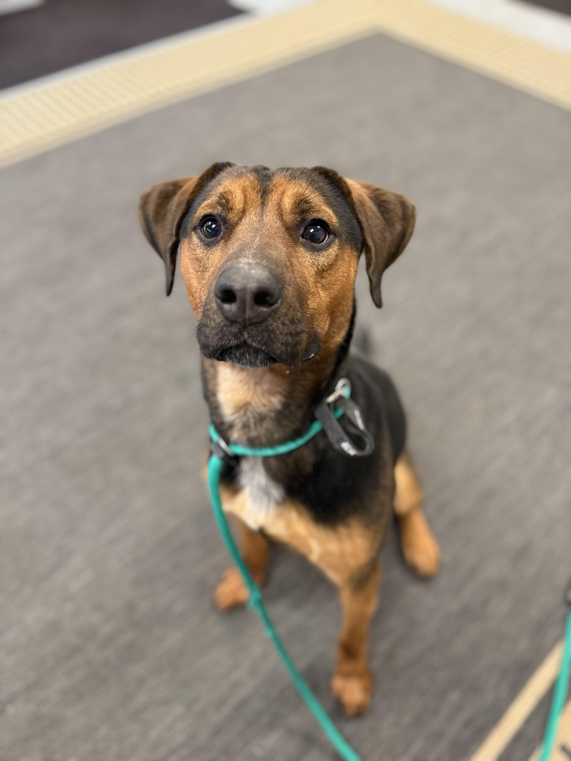 Norman, a Adoptable mixed breed in North Adams, MA image 2/3