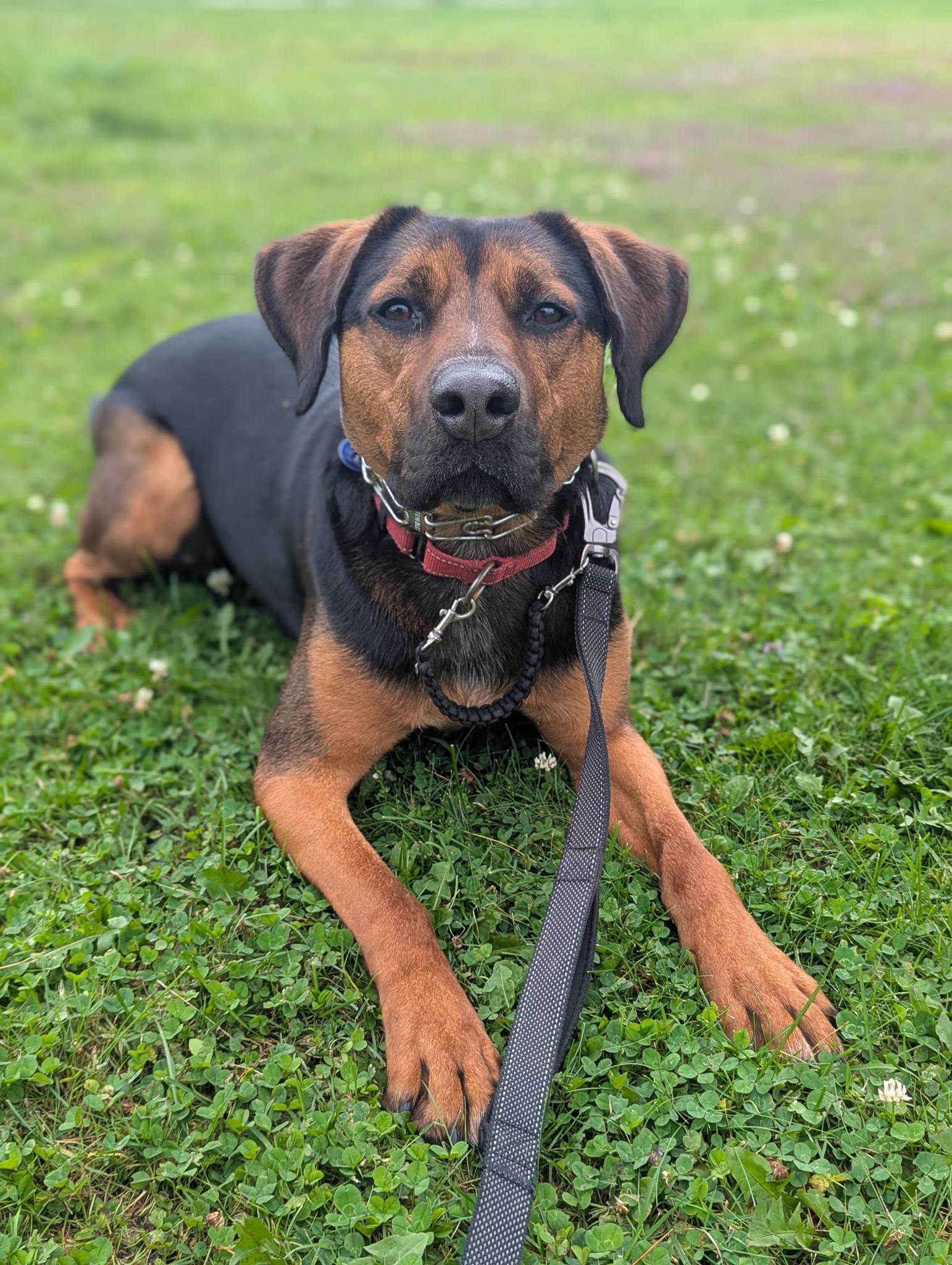 Enlarge Norman, a Adoptable mixed breed in North Adams, MA image 3/6