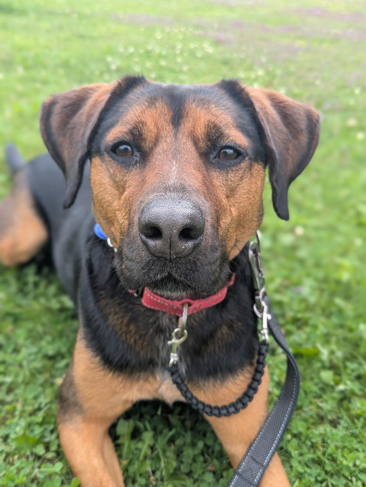 Norman, Adoptable, Adult Male Black Mouth Cur.