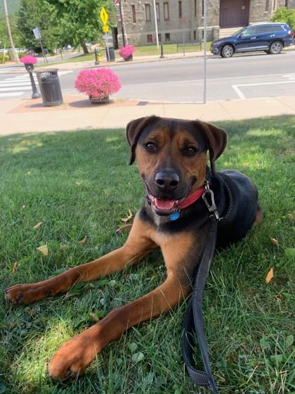 Norman, Adoptable, Young Male Black Mouth Cur.