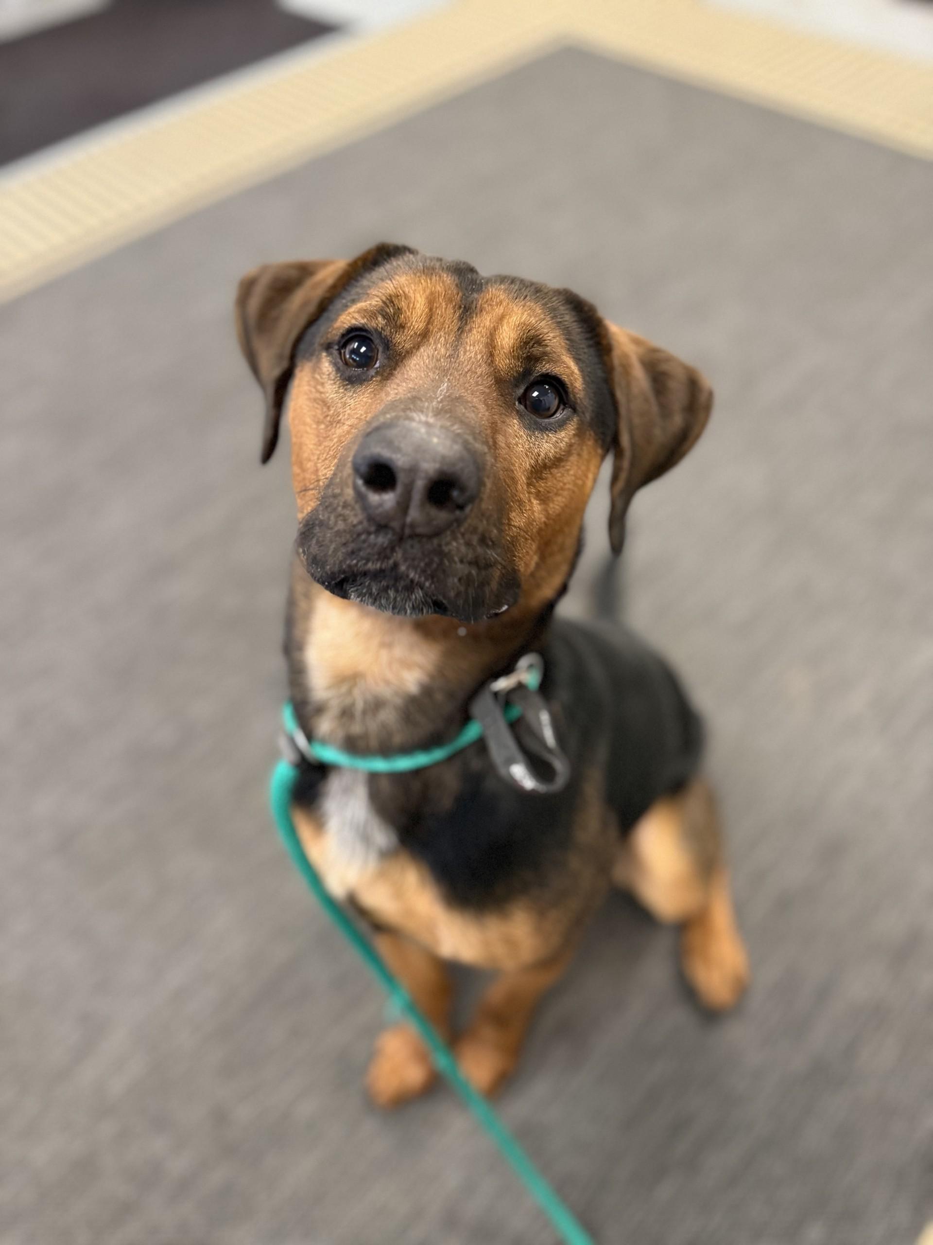 Norman, Young Male Black Mouth Cur