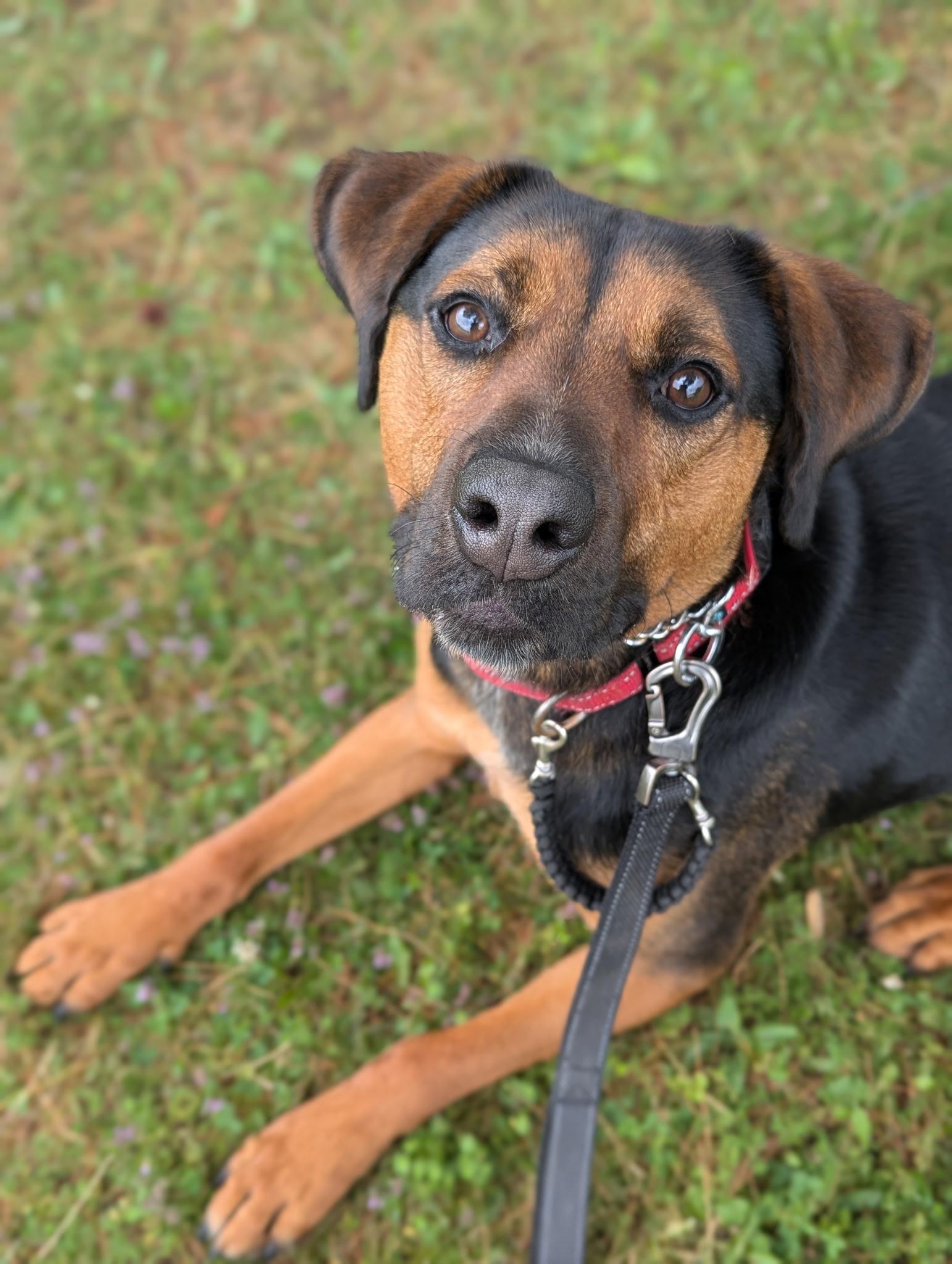 Enlarge Norman, a Adoptable mixed breed in North Adams, MA image 2/6