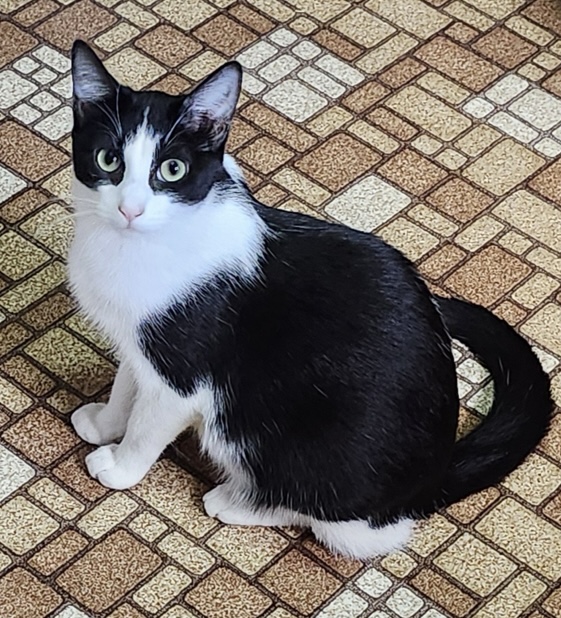 Enlarge Skinner and Dorian (bonded pair), a Adoptable Domestic Short Hair in Kenhorst, PA image 2/5