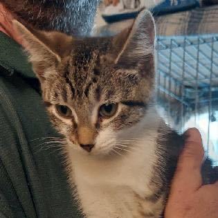 Skinner and Dorian (bonded pair)