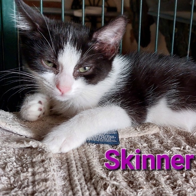 Skinner and Dorian (bonded pair)