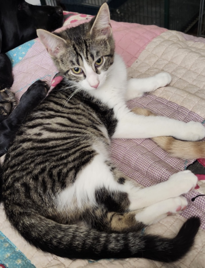 Skinner and Dorian (bonded pair), Adoptable, Young Female Domestic Short Hair.