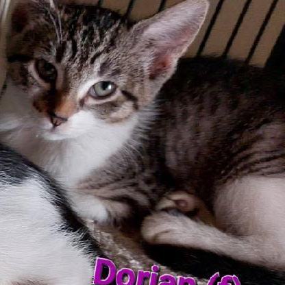 Skinner and Dorian (bonded pair)