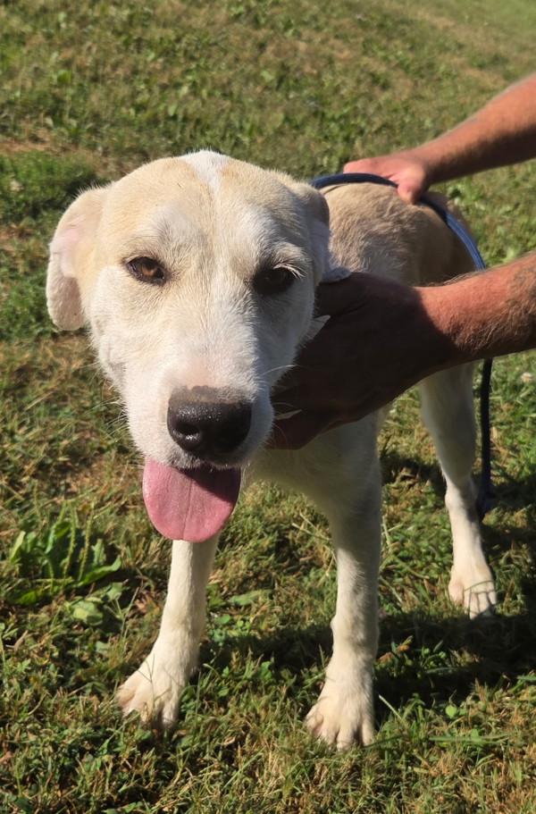 Enlarge Harriet, a Adoptable mixed breed in Cleveland, TN image 1/2