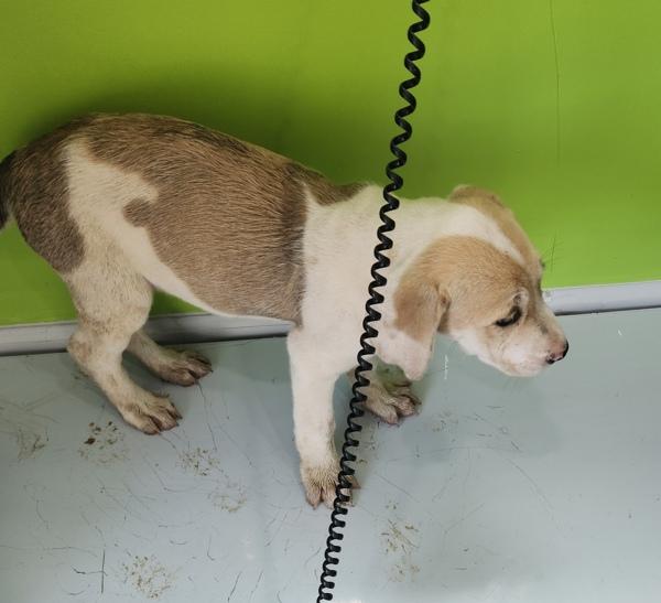 Enlarge Harriet, a Adoptable mixed breed in Cleveland, TN image 2/2