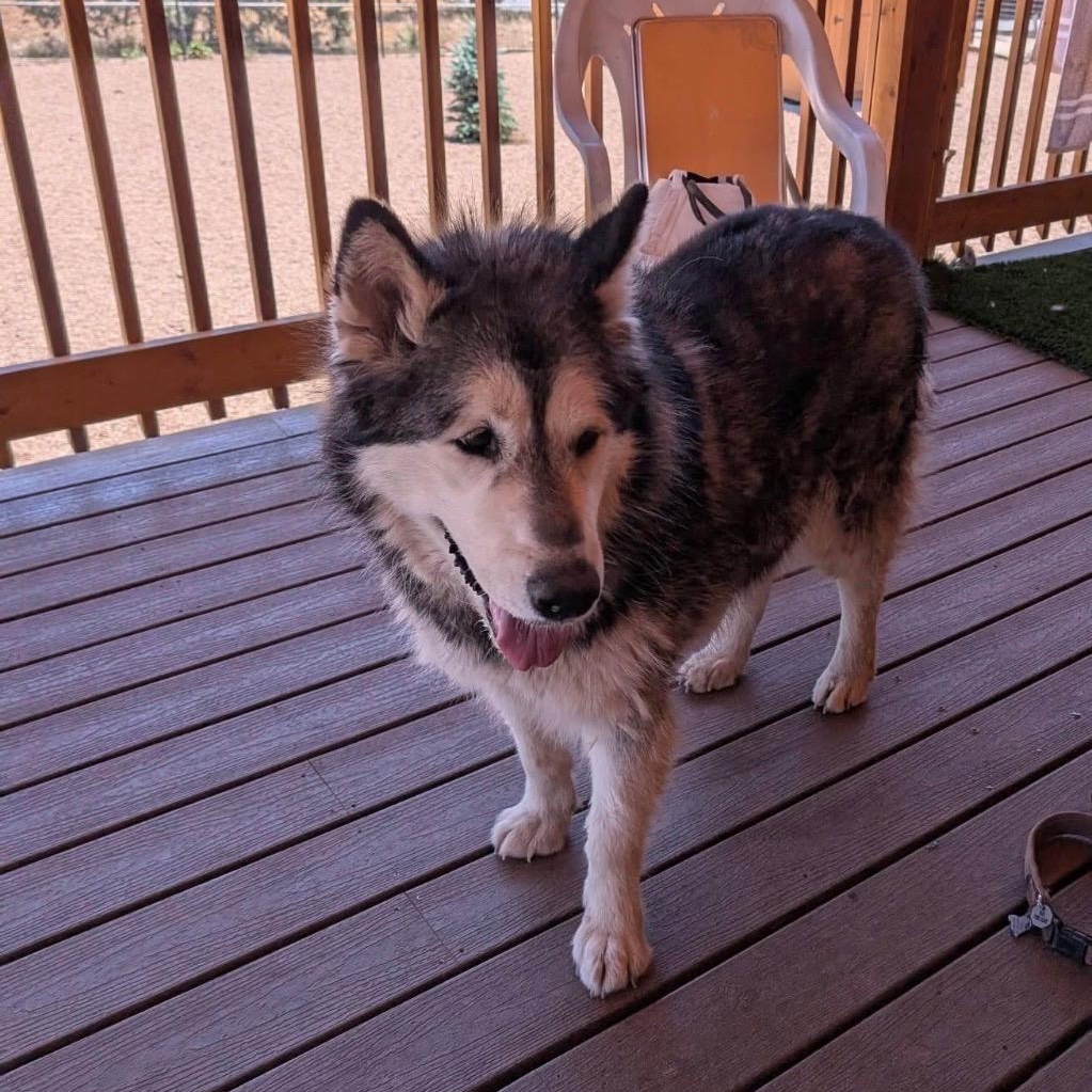 Enlarge Ellie, an adopted Siberian Husky in Phoenix, AZ image 1/1