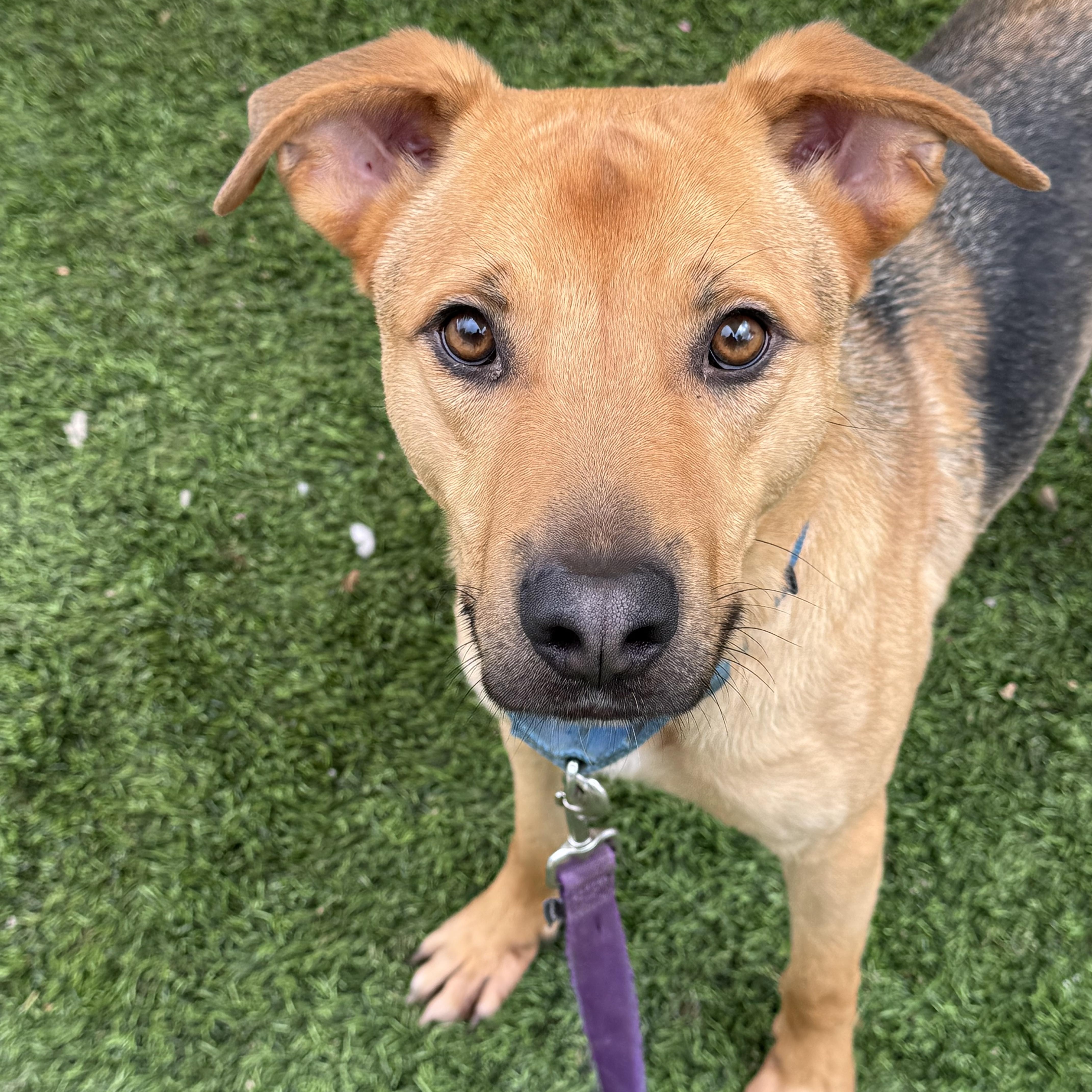 Enlarge Reid, a Adoptable mixed breed in Ramona, CA image 1/2