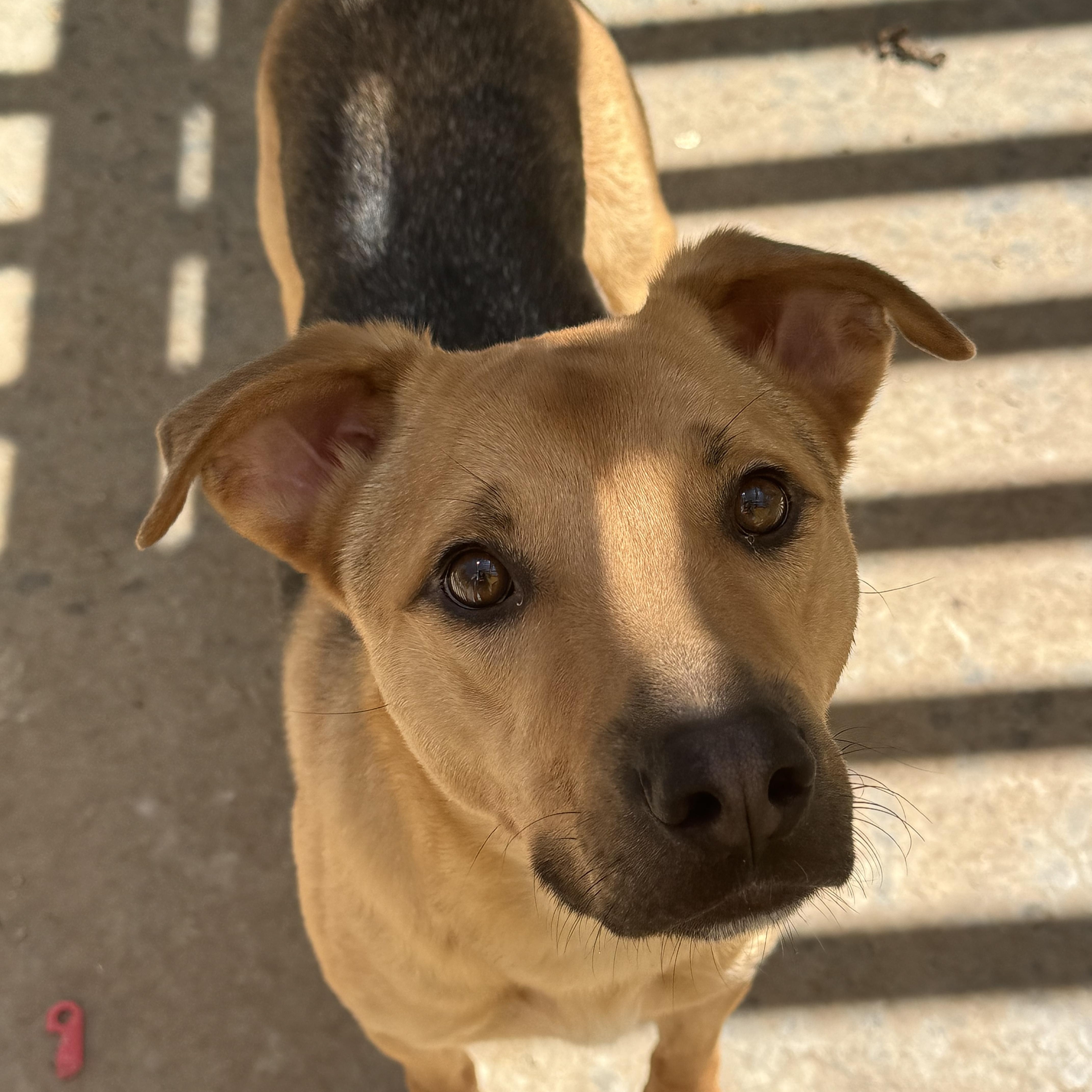 Enlarge Reid, a Adoptable mixed breed in Ramona, CA image 2/2